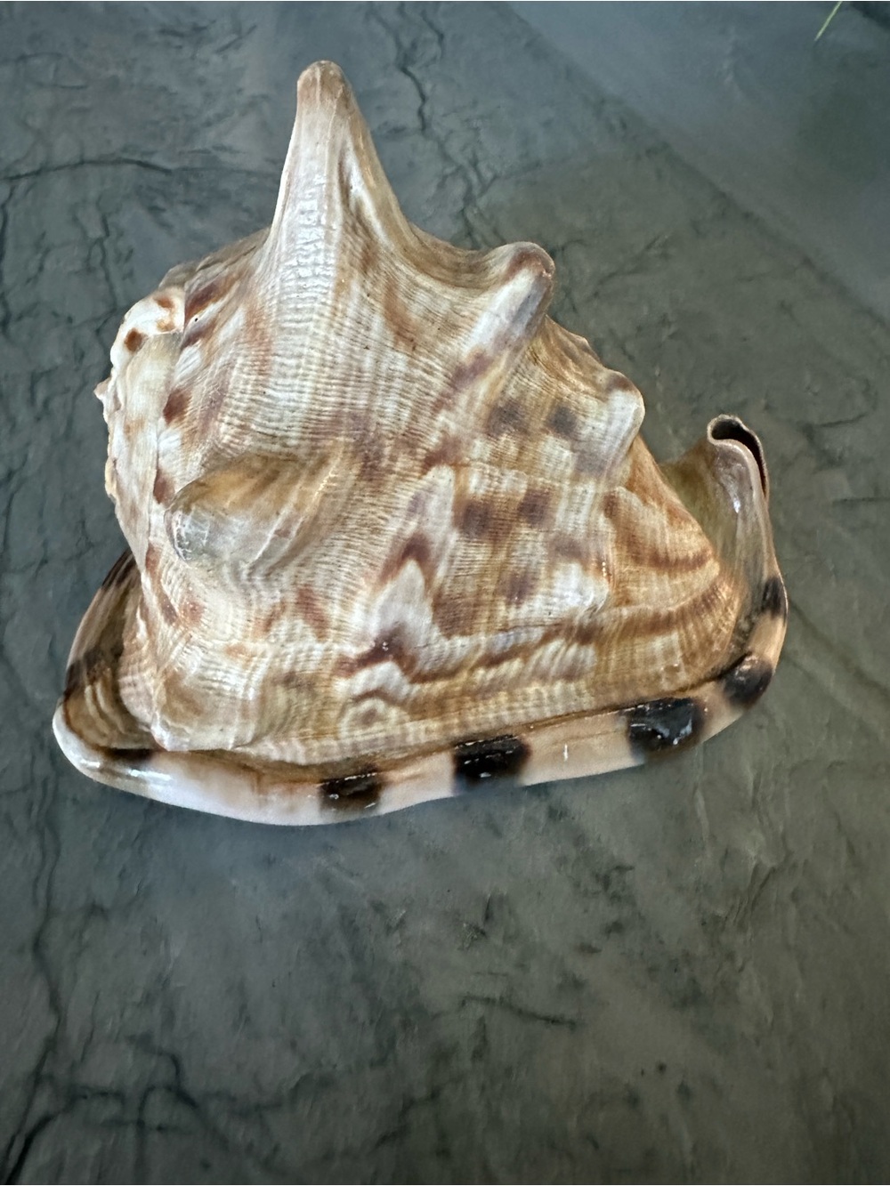 Natural Sea Shell - Beige Brown Seashell Decor - Picture 3 of 6